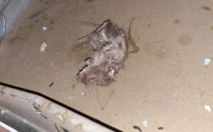 chuột chết trên trần nhà được tìm thấy